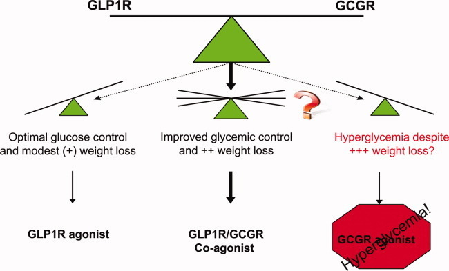 A Hormone Reformed: The Rise of Glucagon Agonists