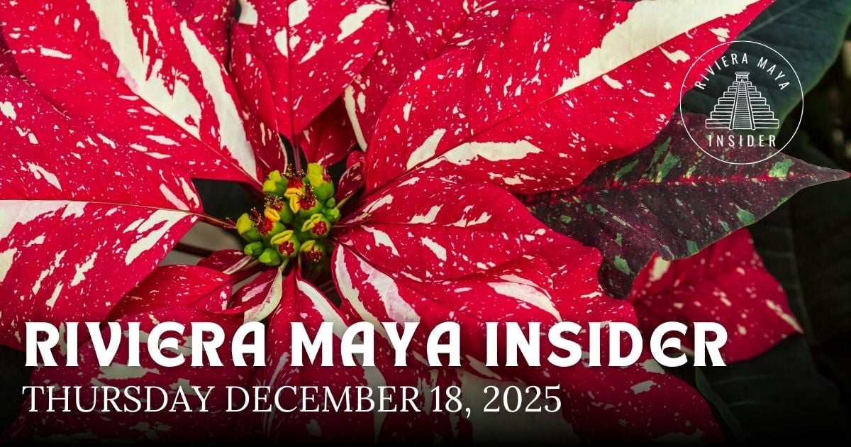 🌴 Cassie and the Flyin' Cats Return to Playa del Carmen!