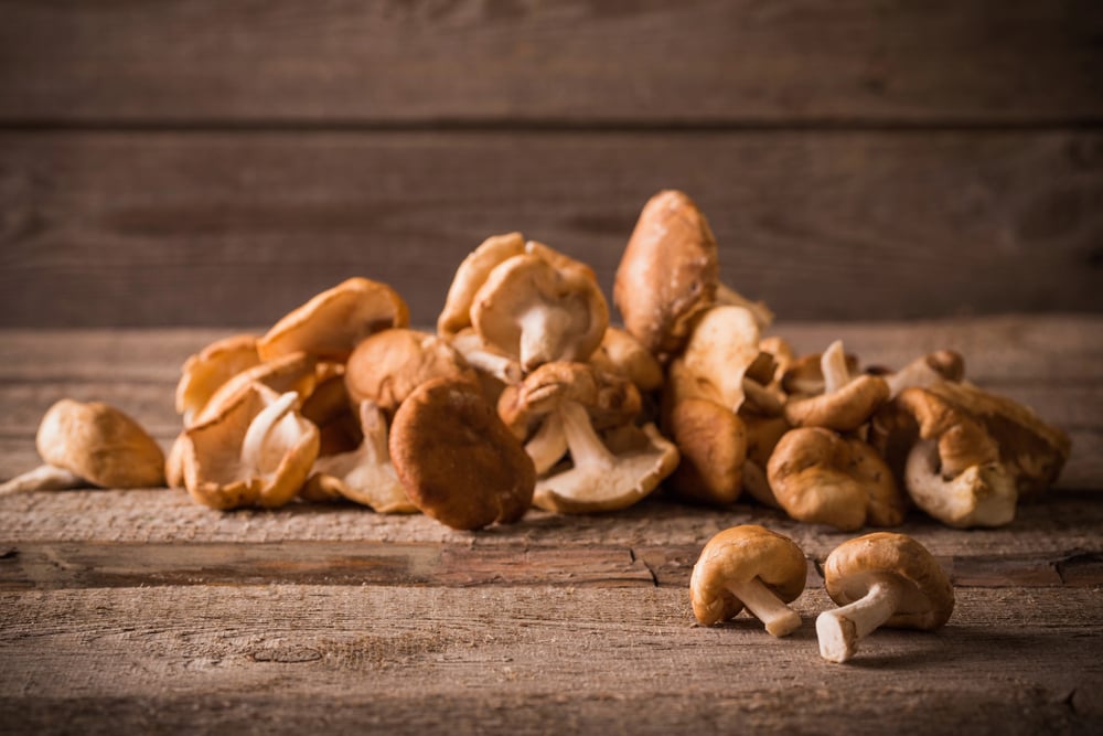 Functional Mushrooms for Dogs