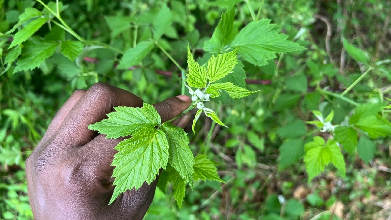 Dispatch from the Field