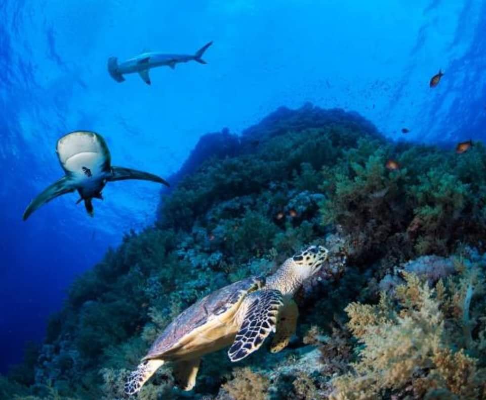 Sudan Croc Dispatch🐊30: Black Samurai of Sudan🏯