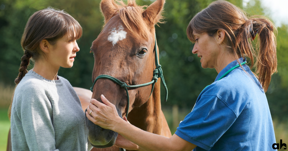 Understanding Horse Health Certificates For Beginners