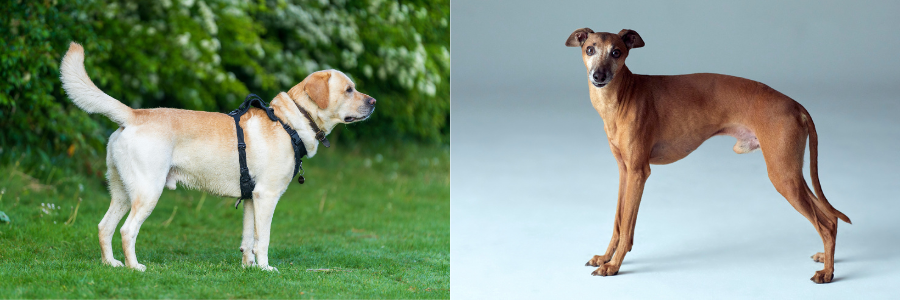 Two Simple At-Home Health Checks for Your Dog