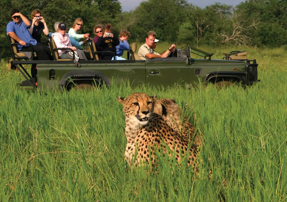 AmaWaterways Unveils New 2026 Africa Safaris & Wildlife Cruises: A Once-in-a-Lifetime Journey Beyond the Rivers