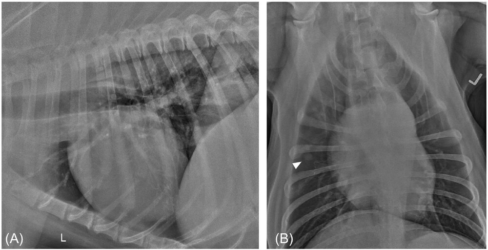 How good is Vetology AI at identifying pulmonary nodules and masses?