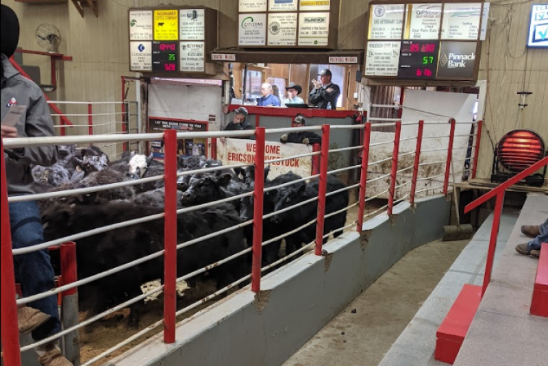 USDA Daily Slaughter Cattle Summary