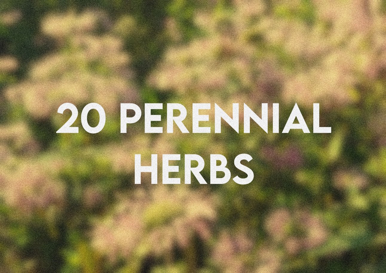 20 Perennial Herbs