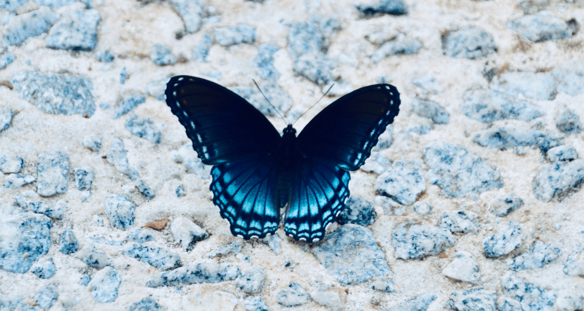 LinkedIn is now a haven for content creators