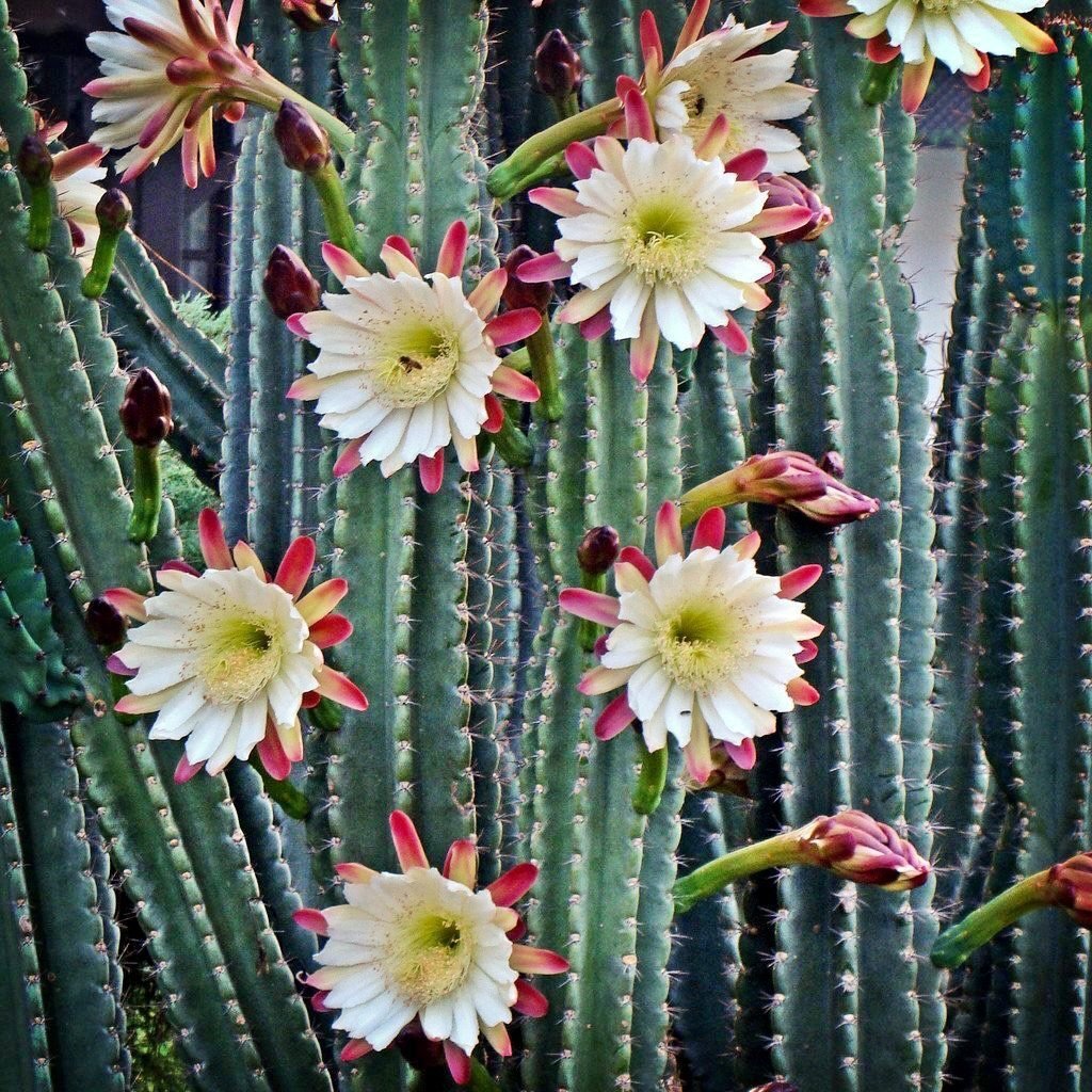 La sagesse des plantes maîtresses
