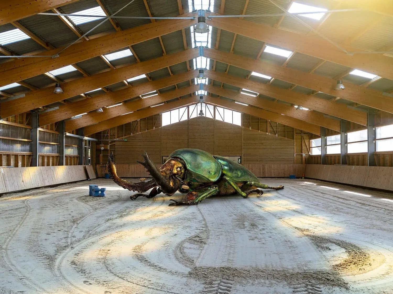 Insects of Wild Proportions