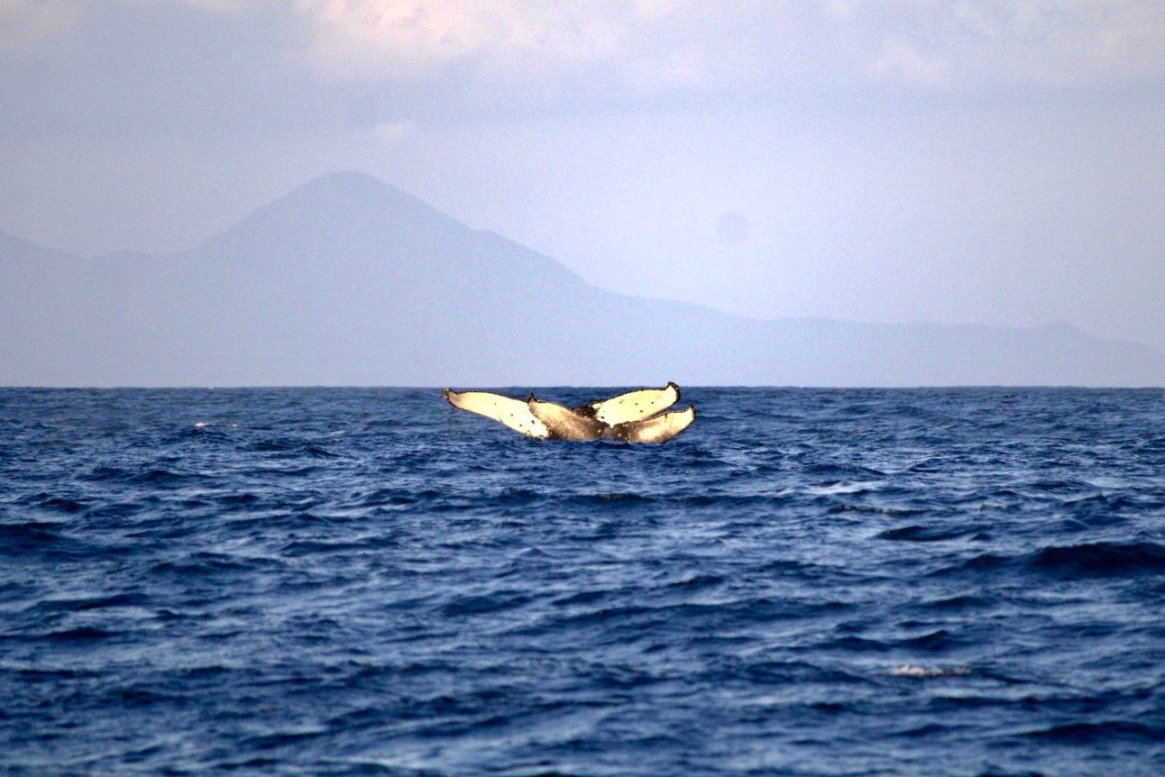 Humpback whales make a majestic comeback on Brazil’s shores