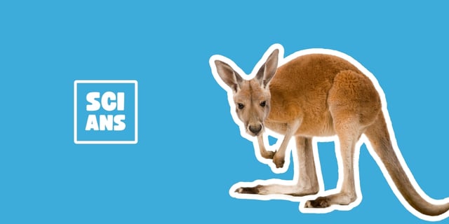 Kangaroos use their tail like a third leg?