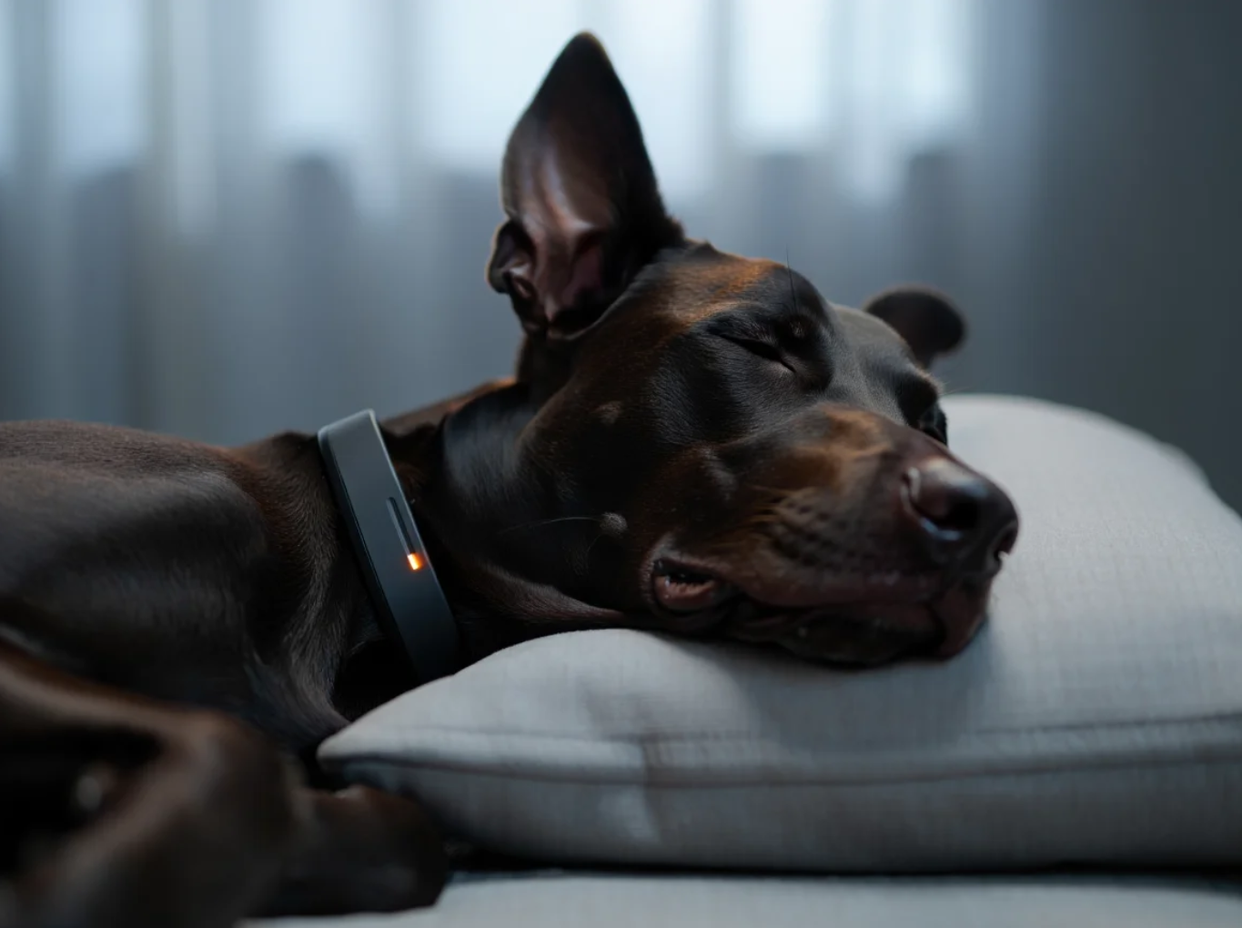 The Silent Revolution in Collars