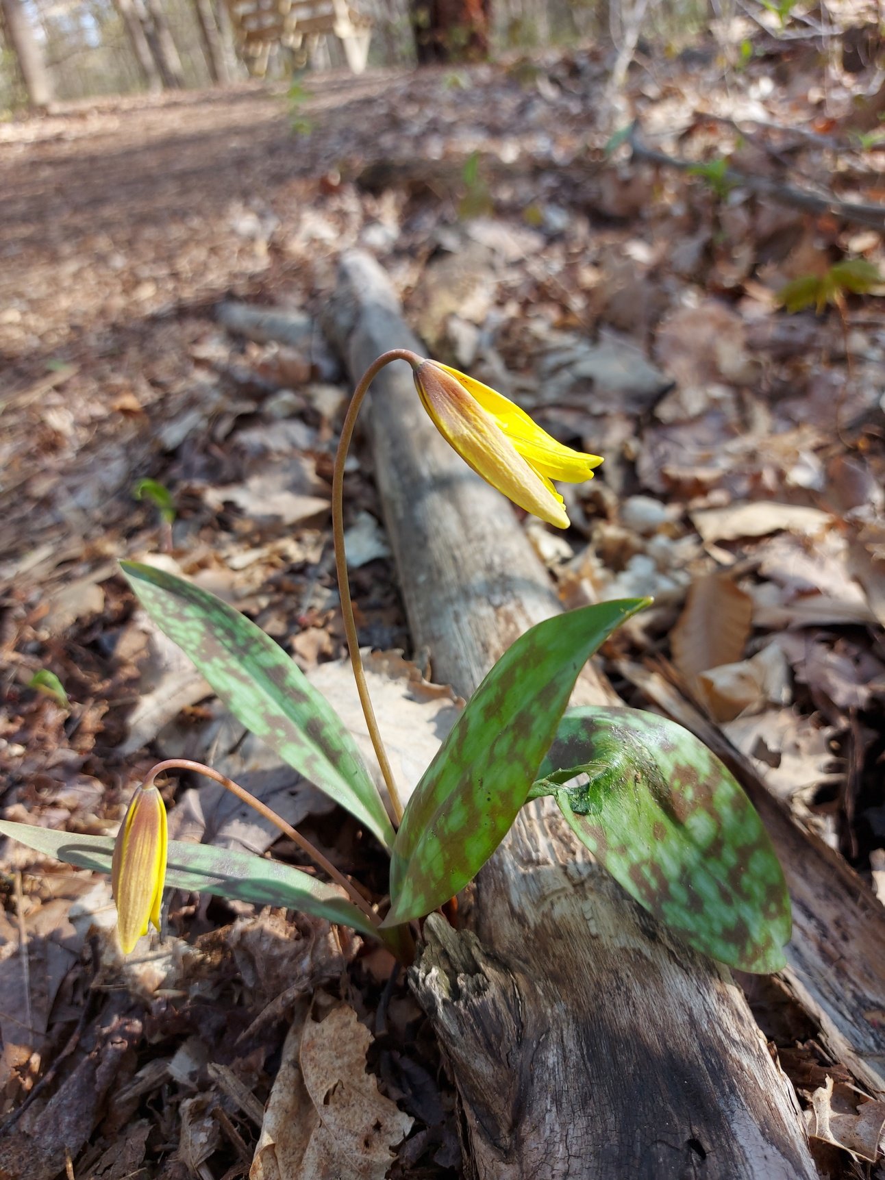 Trout Lily