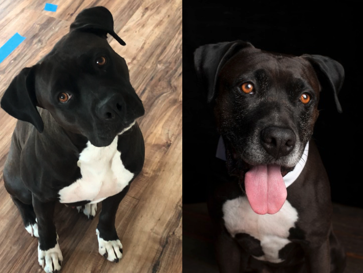 The whaler from England who created Rancho Saucelito