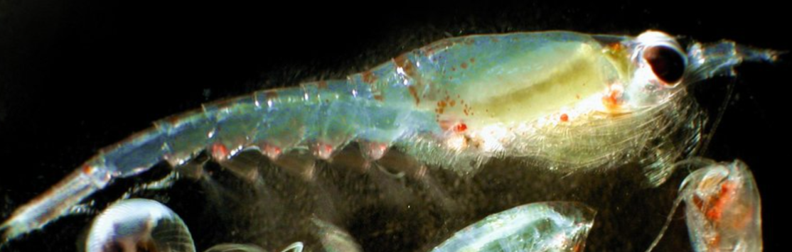 Nature Positive Practices