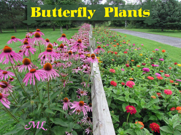 🦋🪴 Butterfly PLANTS for 2026❓
