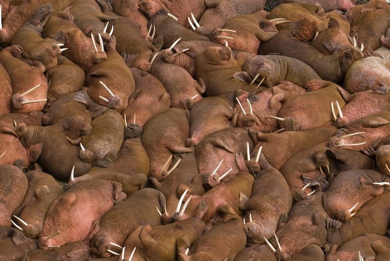 Issue 209: Round Island Walrus Migration