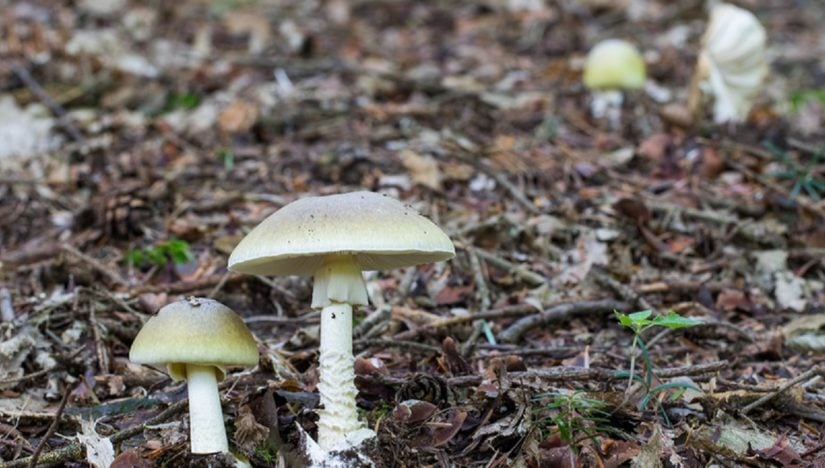 Verdict in mushroom poisoning case; Kansas man pleads guilty to food contamination