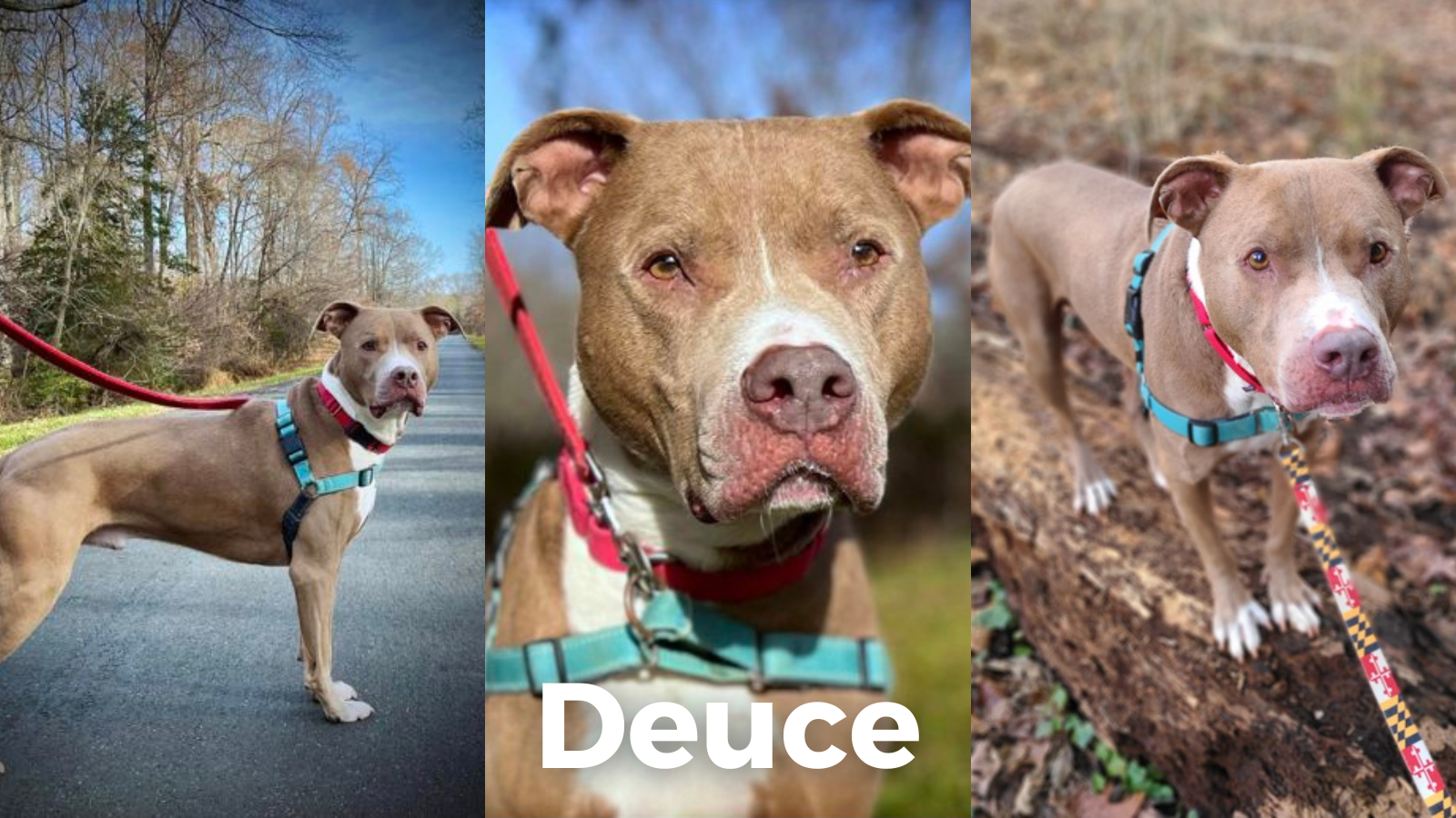 🍦Must win in Memphis 🏈