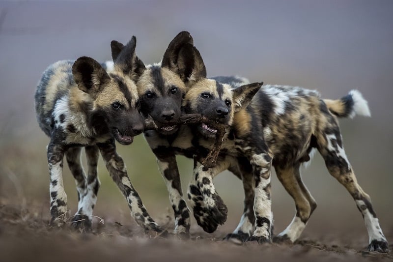 Issue 189: Tracking Wild Dogs on Foot