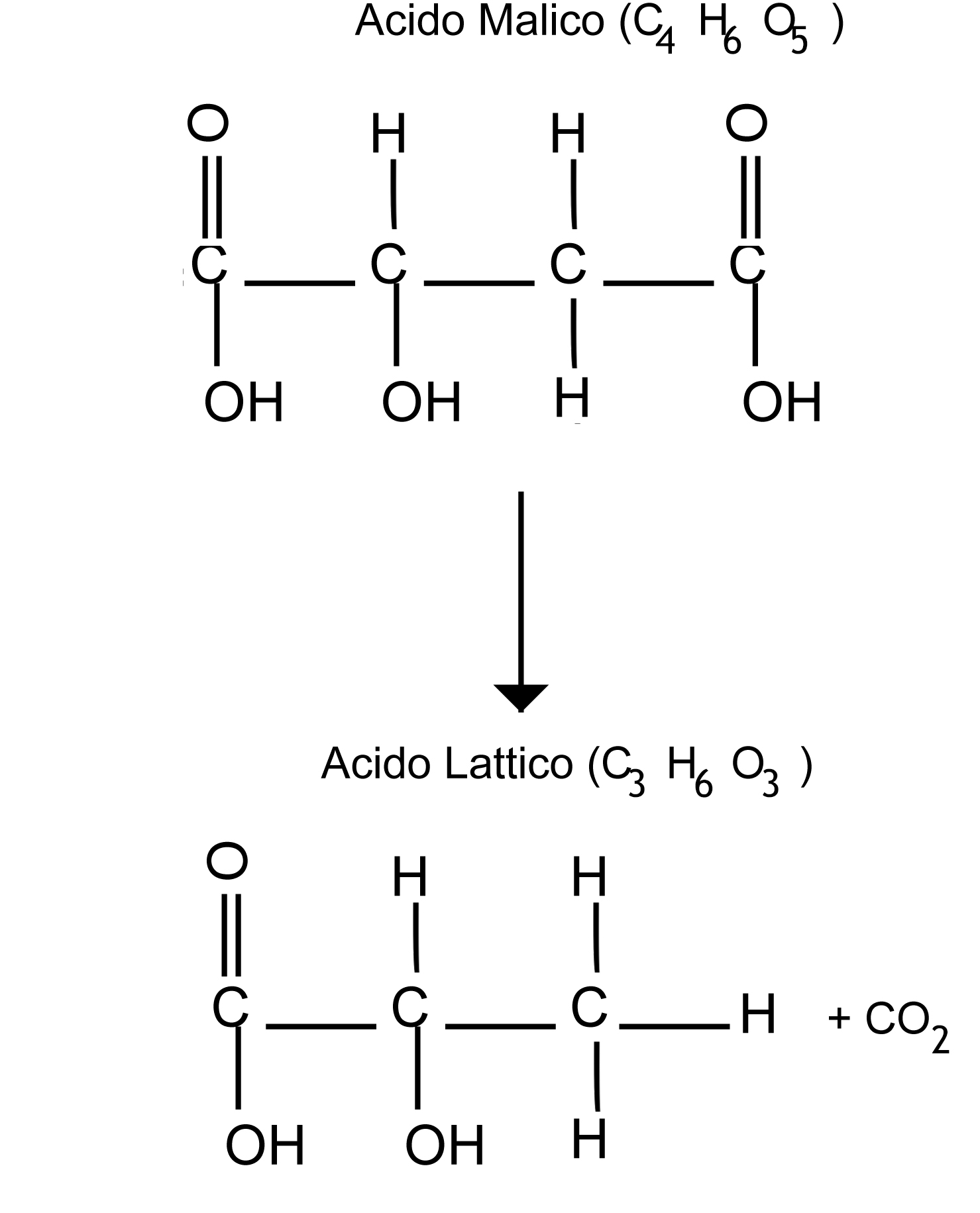 La fermentazione malolattica