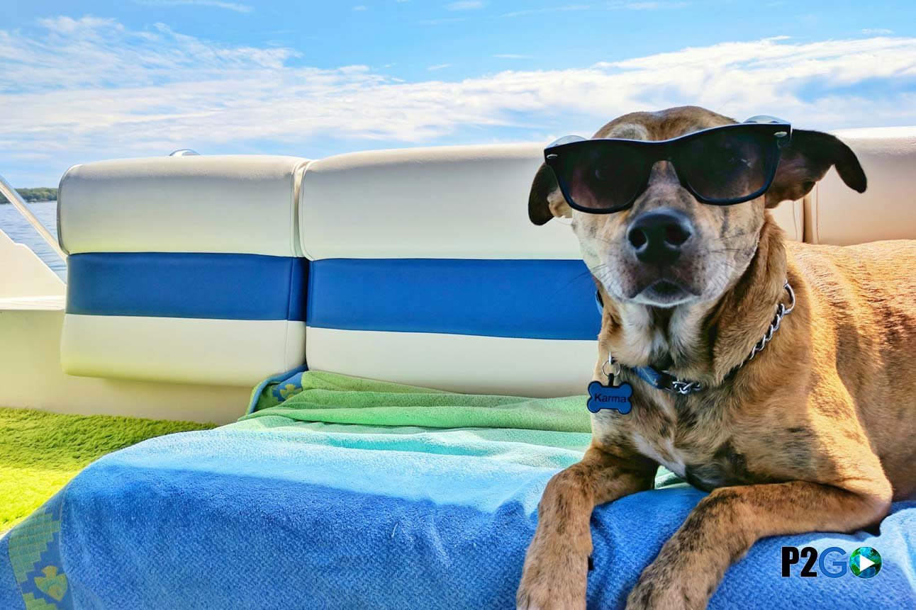 How to Travel Internationally With Pets Without Losing Your Mind