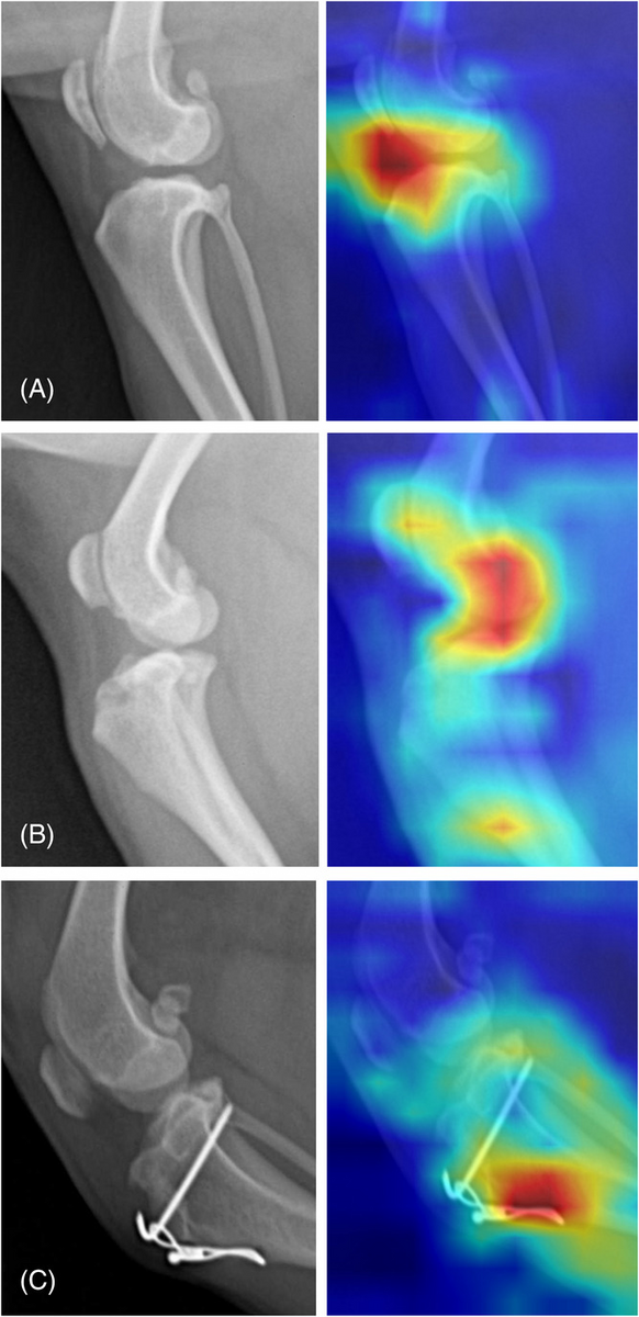 Can AI identify stifle disease in dogs?