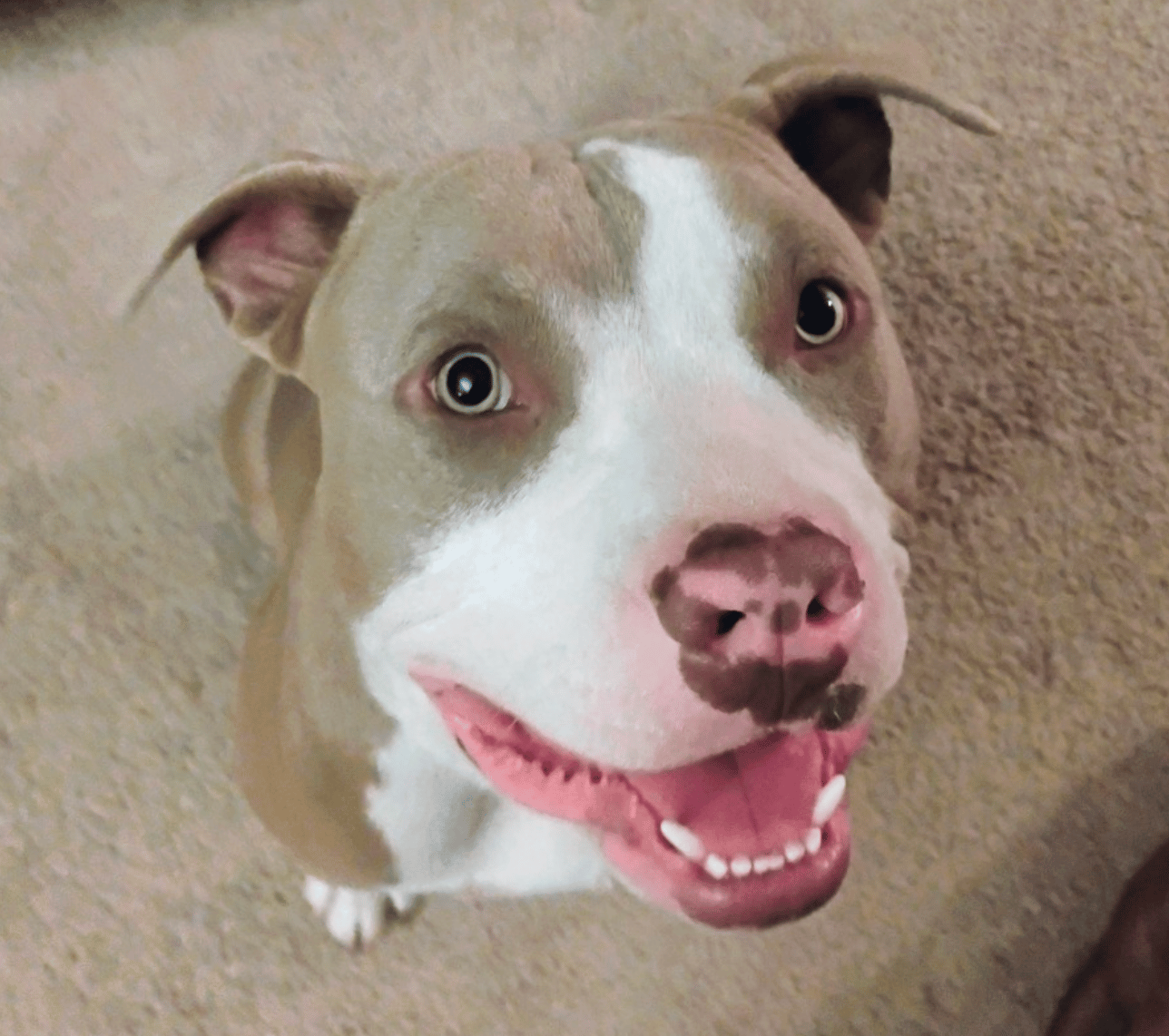 🐶❤️🐶 How can I help my restless dog sleep through the night? 🐶❤️🐶 