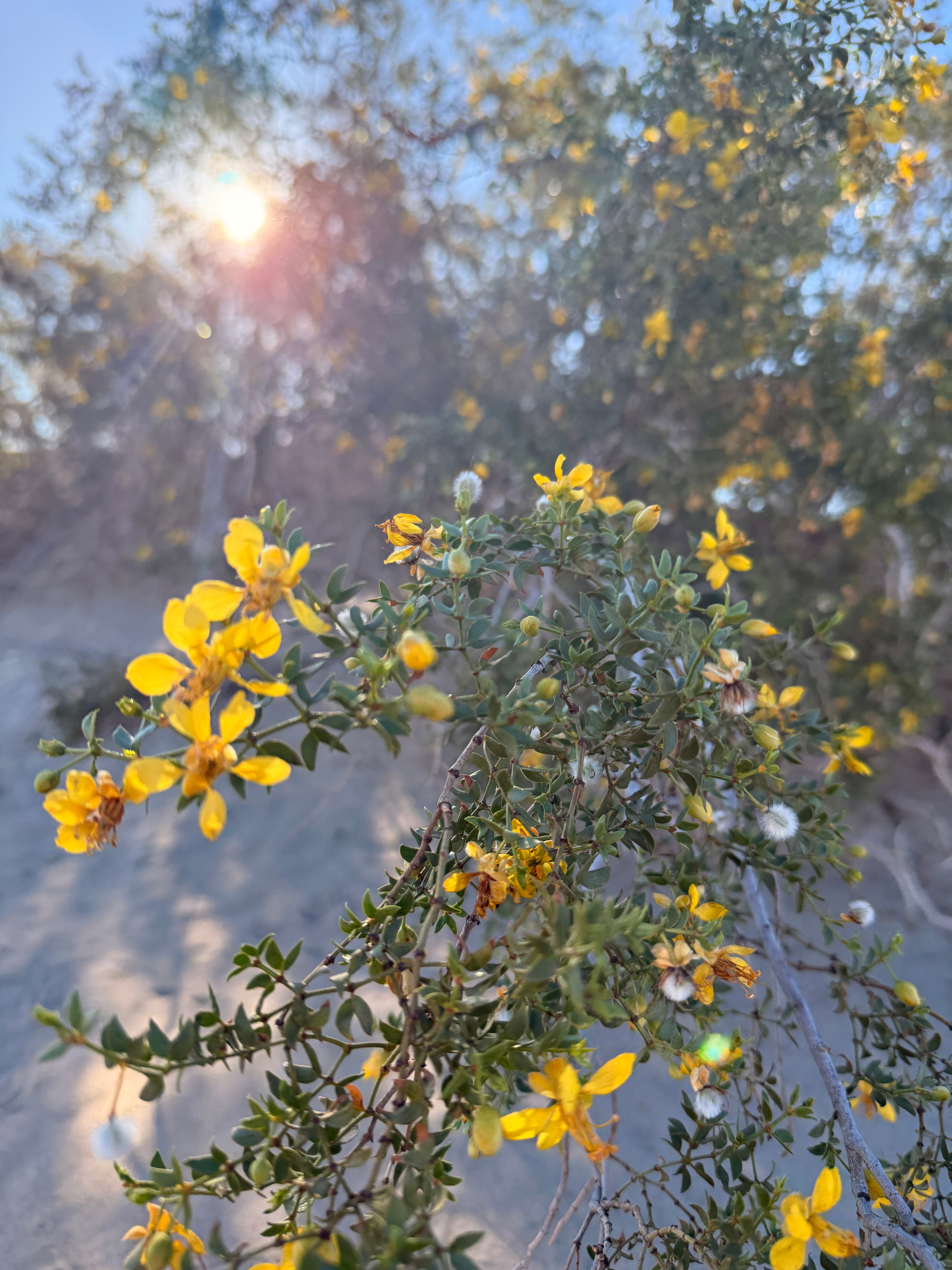 Leaf 03: Death Valley Is Very Much Alive (And So Are the Fundamentals of Marketing)