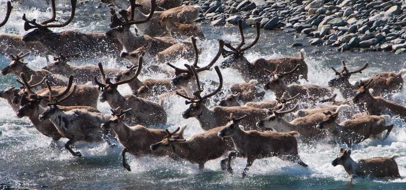 Issue 184: Porcupine River Caribou Herd Migration