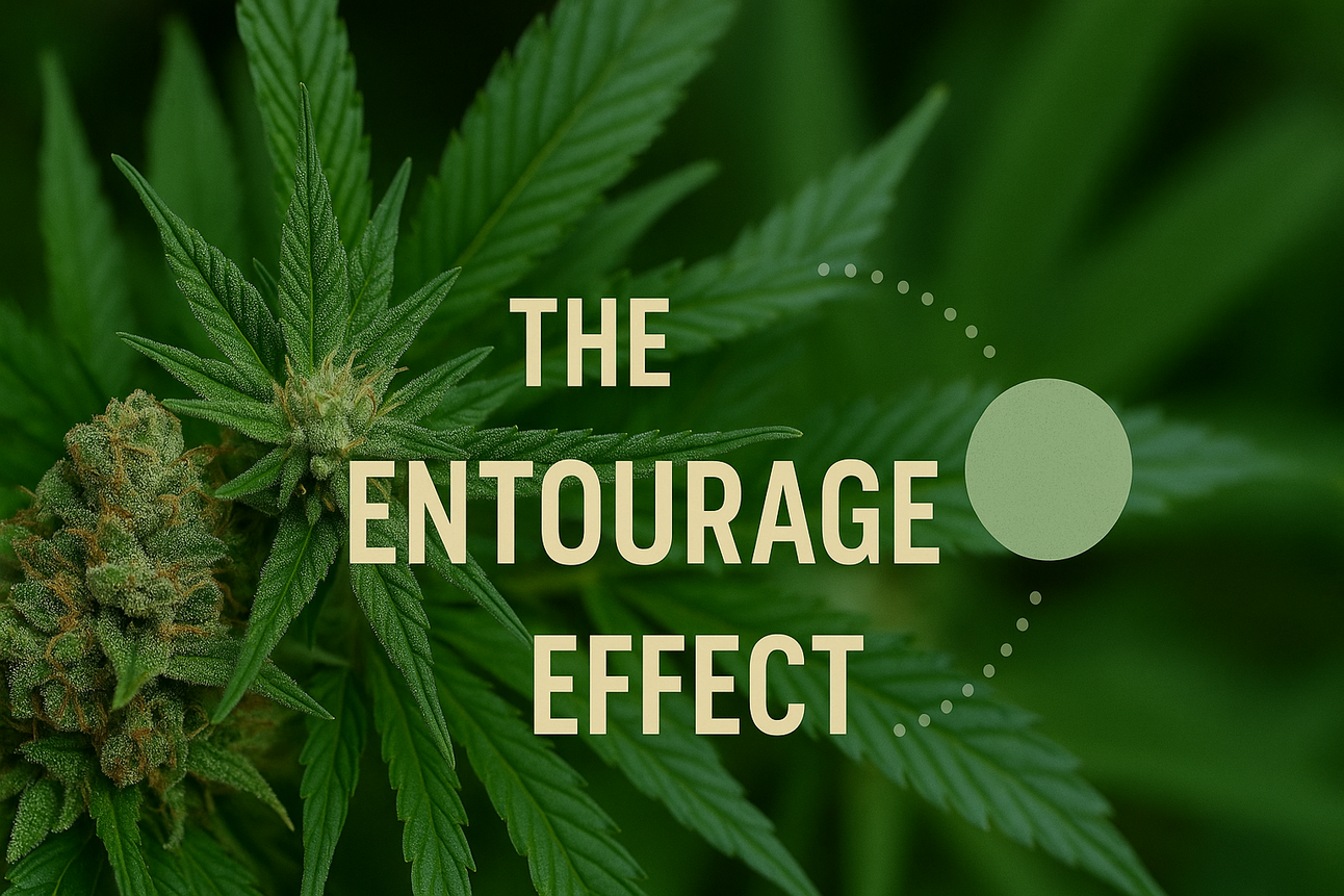 The Entourage Effect — Why Cannabis Is Greater Than the Sum of Its Parts