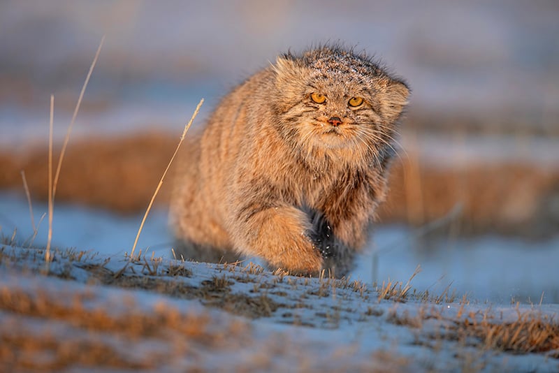 Issue 196: Pallas Cat 