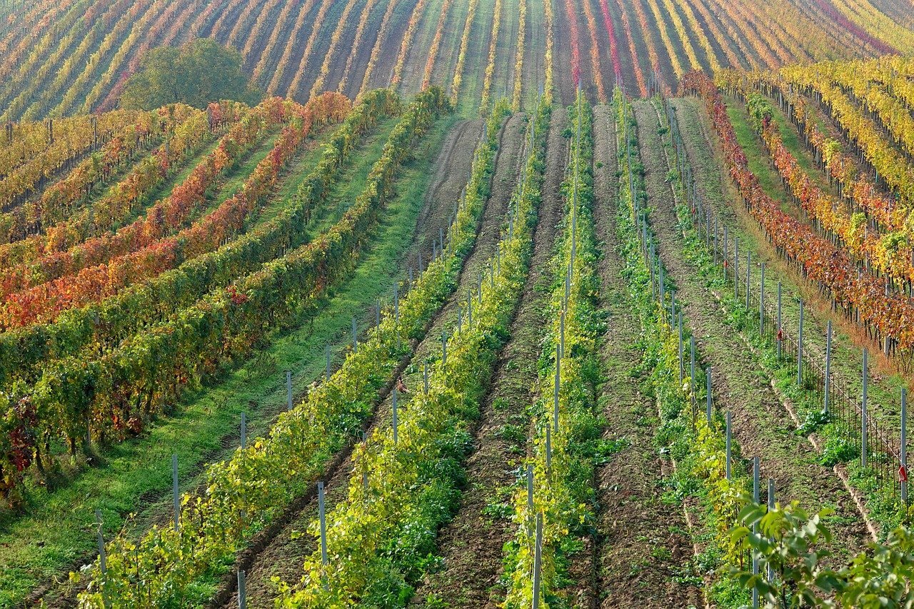 Francia vs España: cuánto vale hoy una hectárea de viñedo