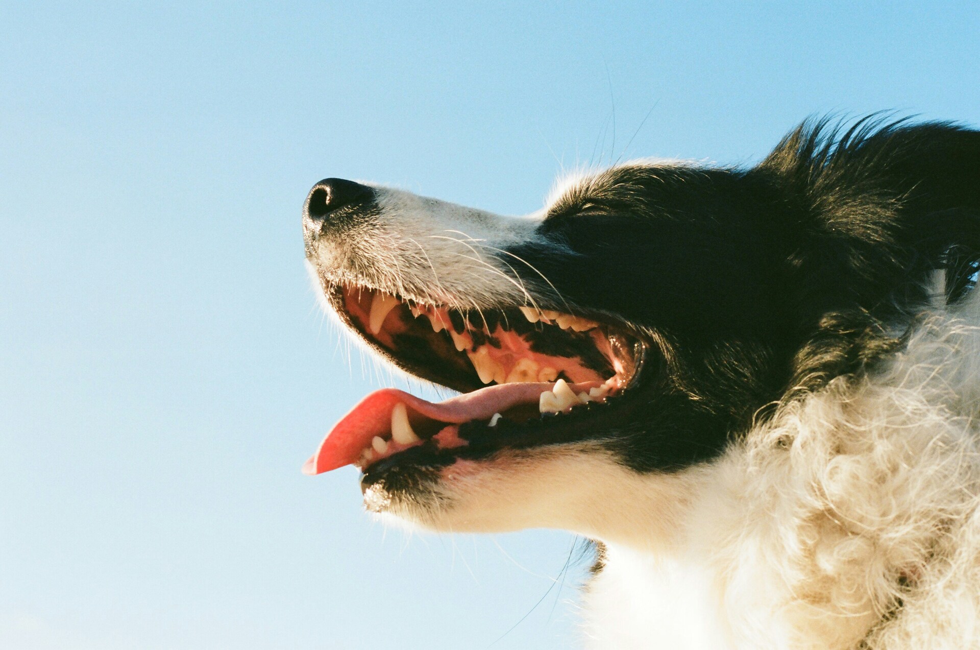 Dental Disease in Dogs