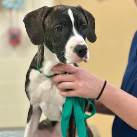 🍦RIP Snowden Theatre