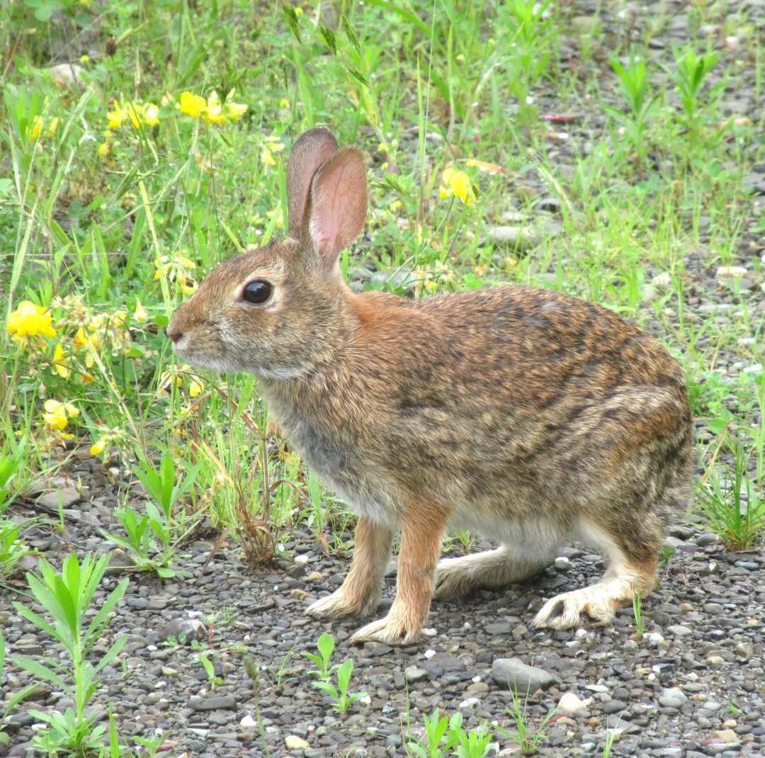 Poughkeepsie Parade, Festival Fun & Crumbl Cravings!