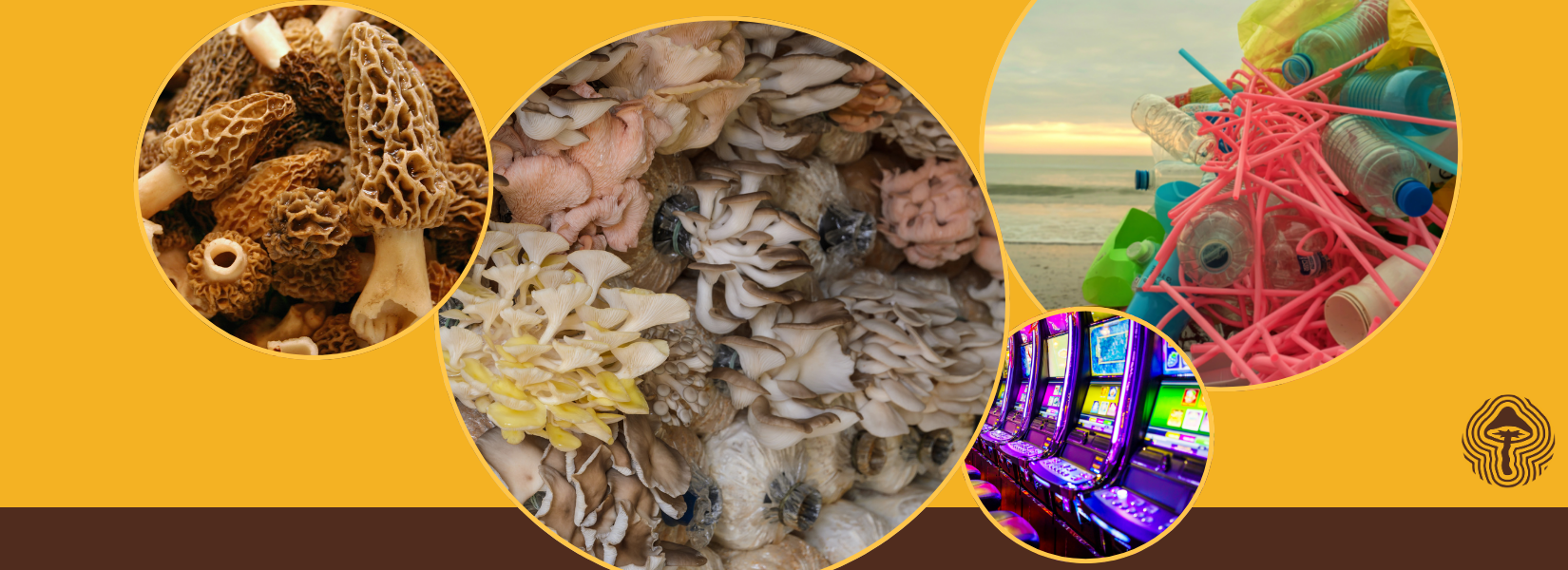 Gut–Liver Reset, Anti-Aging Compounds, and Plastic-Eating Fungi