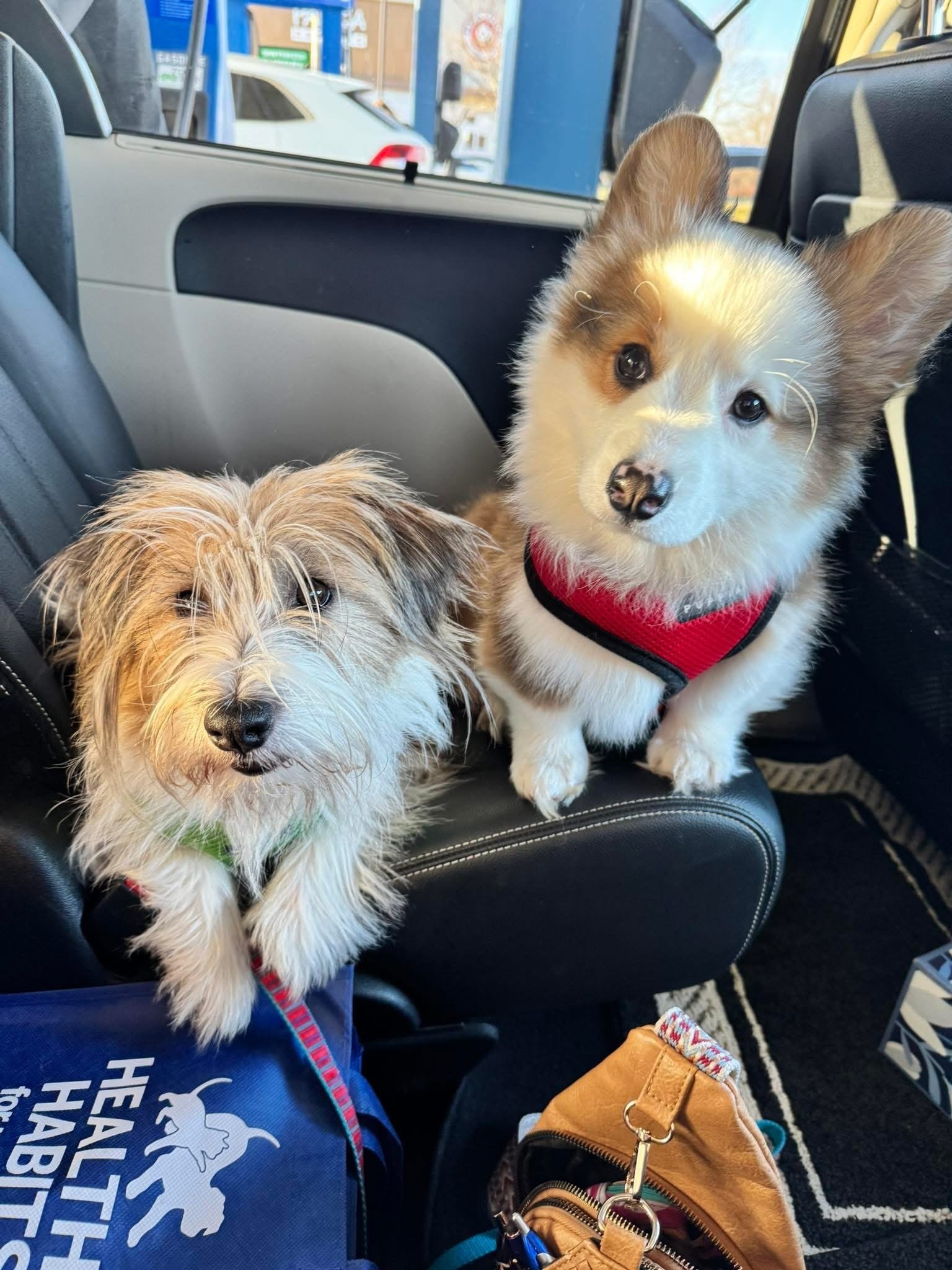 🐶❤️🐶 What are the signs of hearing loss in dogs?  🐶❤️🐶 