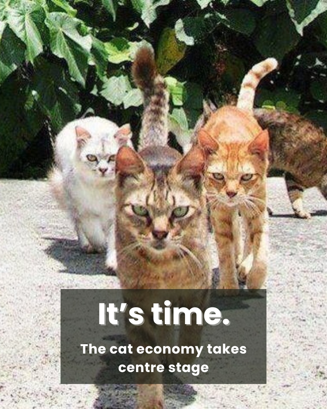 It’s time: The cat economy takes centre stage