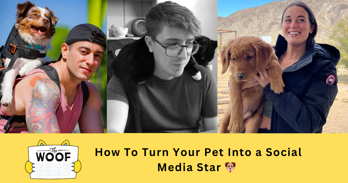 How To Turn Your Pet Into a Social Media Star 🐶 