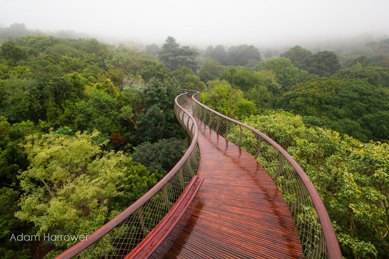 Cape Town’s Canopy Walk