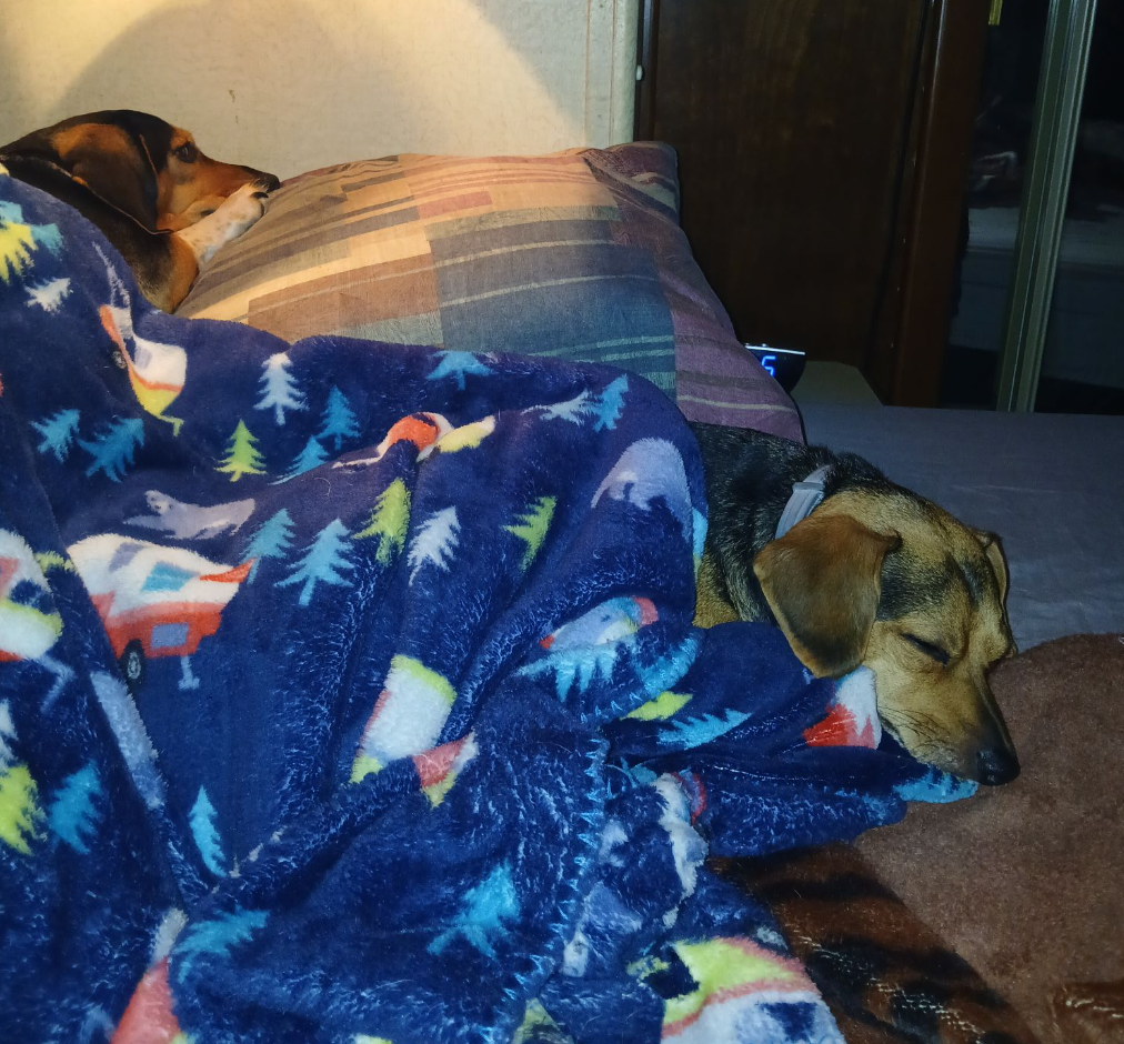 🐶❤️🐶 Dog safety tips for decorating for the holidays 🐶❤️🐶