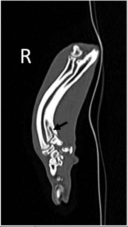 Retained cartilage core in a cat