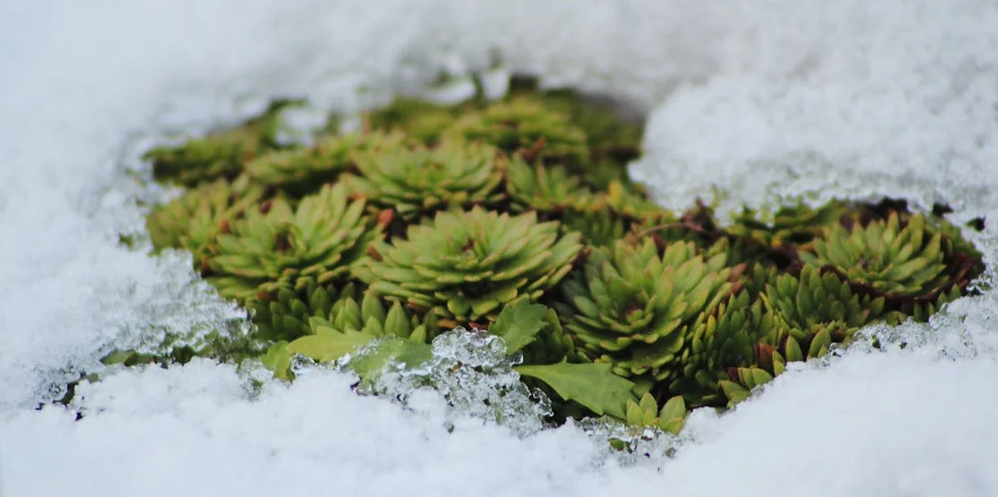 Sowing Seeds of Change