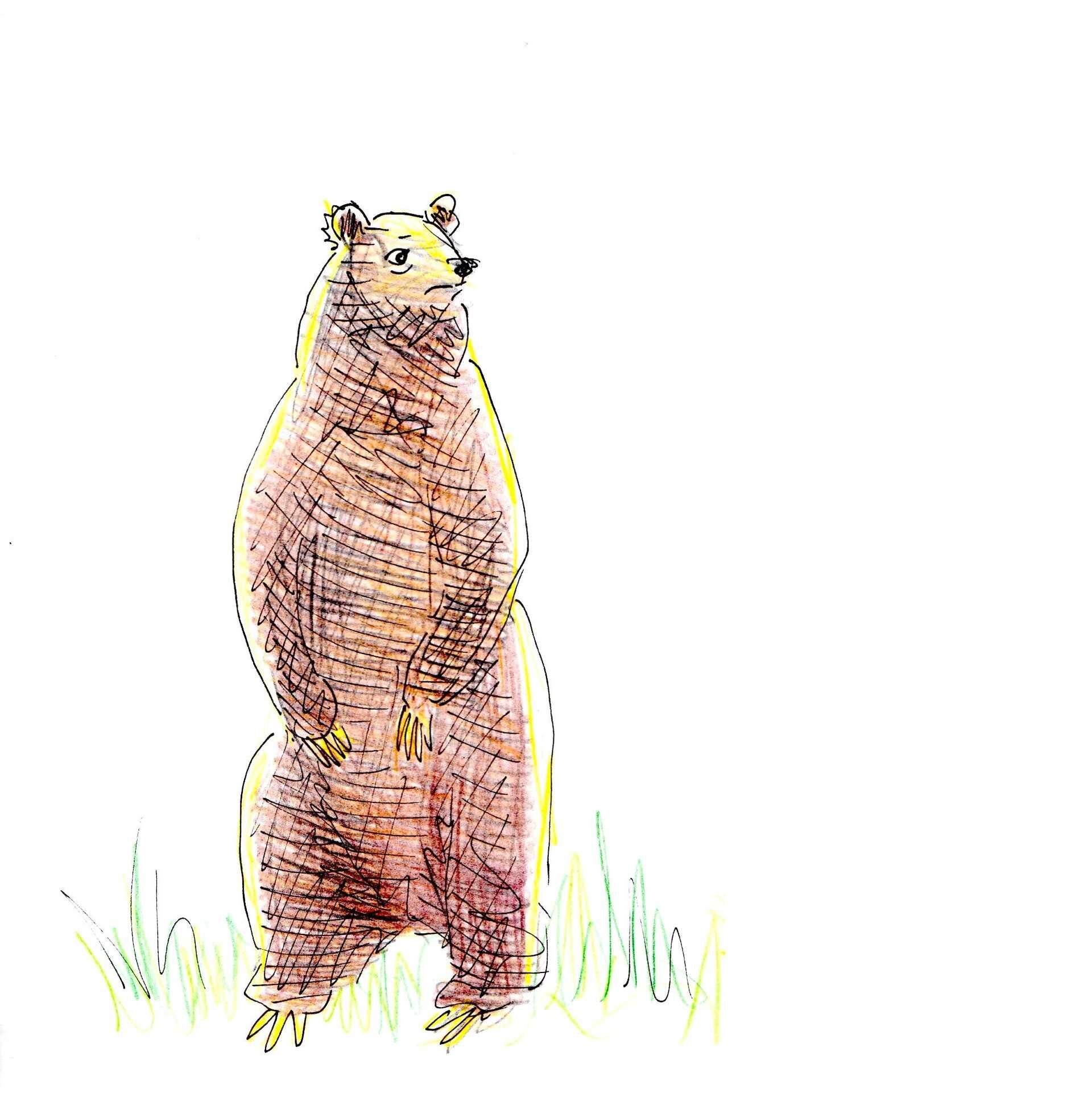 How to Blame It on The Bear