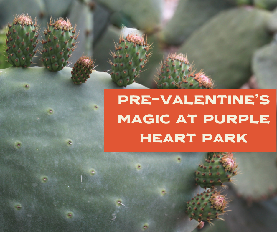 🌵 Pre-Valentine’s Magic at Purple Heart Park!
