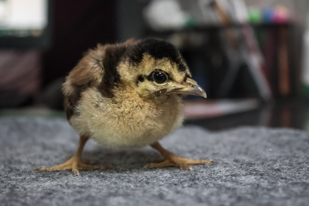 SATX-NSA: Impact 2/10/2026