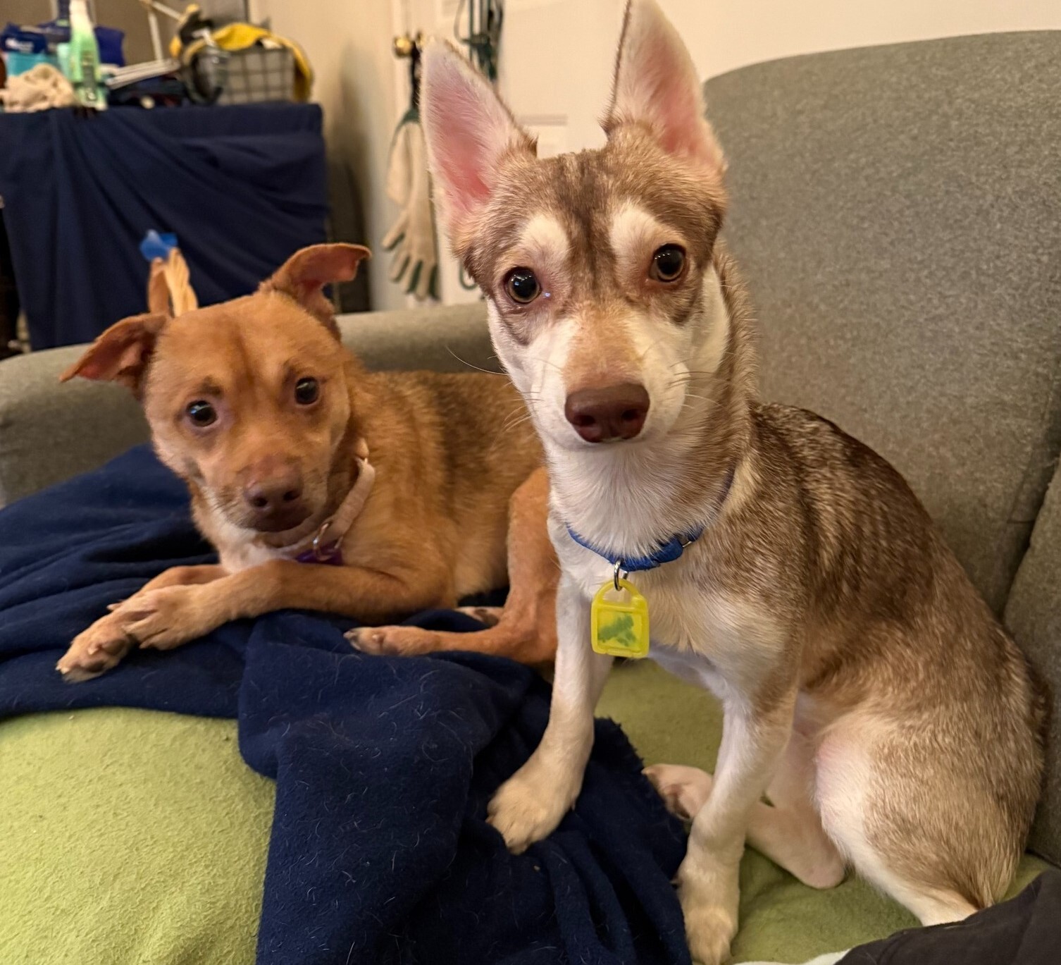 🐾 Cleveland, want a pet? This is your sign 