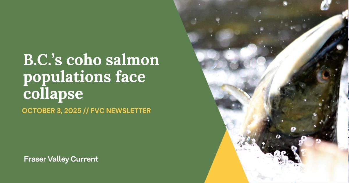 Friday - Oct. 3 - B.C.’s coho salmon populations face collapse